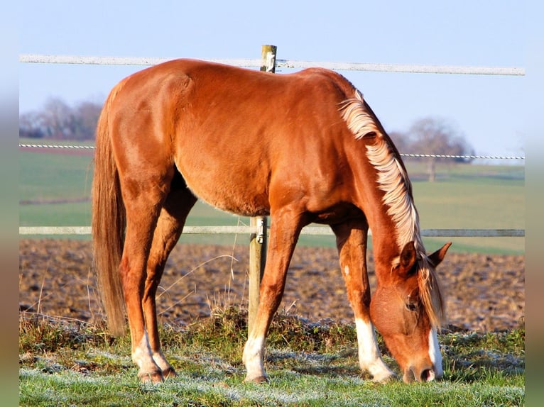 Volbloed Arabier Ruin 4 Jaar 160 cm Vos in Kehl