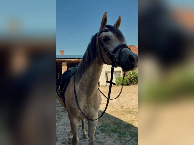 Volbloed Arabier Ruin 4 Jaar Schimmel in Wittstock