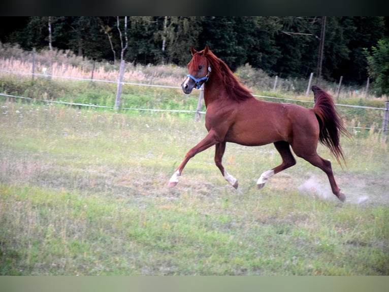 Volbloed Arabier Ruin 5 Jaar 148 cm Donkere-vos in Tucz&#x119;py