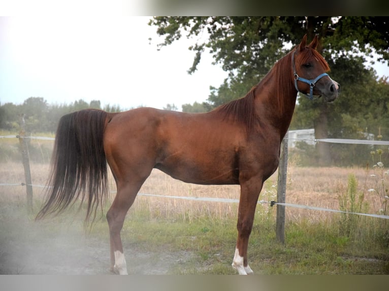 Volbloed Arabier Ruin 5 Jaar 148 cm Donkere-vos in Tucz&#x119;py