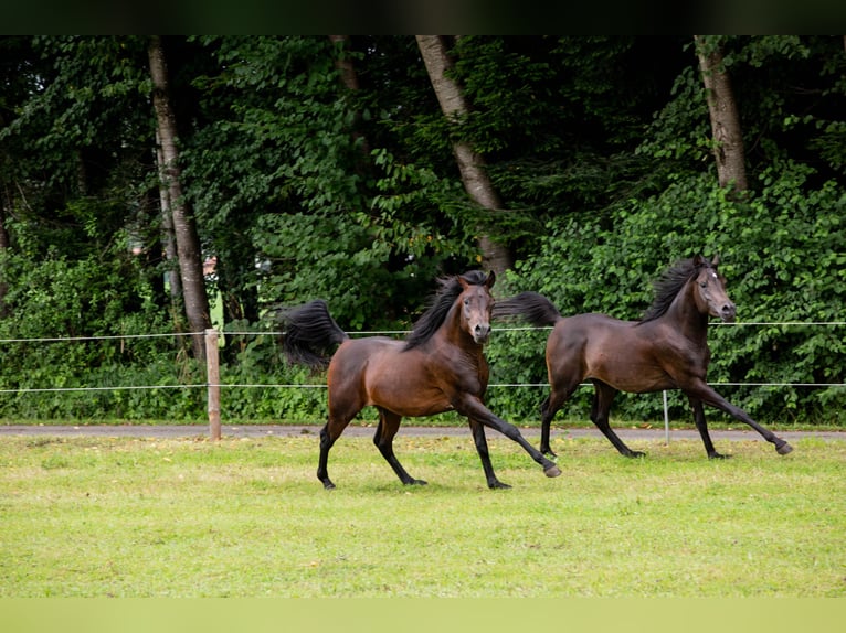 Volbloed Arabier Ruin 5 Jaar 152 cm Zwart in Kirchansch&#xF6;ring