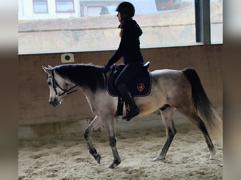Volbloed Arabier Ruin 5 Jaar 154 cm Schimmel in Emmelshausen