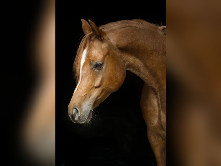 Volbloed Arabier Ruin 5 Jaar 158 cm Rabicano in Aletshausen