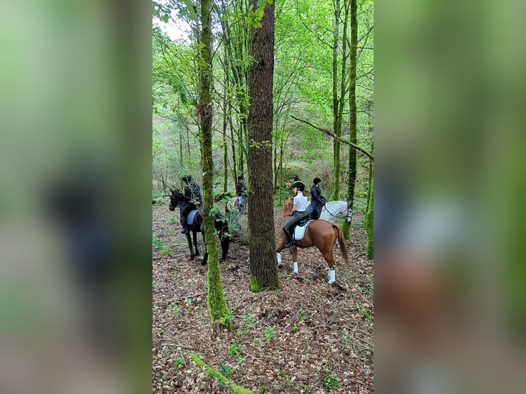 Volbloed Arabier Ruin 6 Jaar 150 cm Roodvos in Ponte de Lima