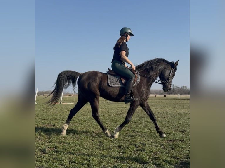 Volbloed Arabier Mix Ruin 6 Jaar 150 cm Zwart in Lébény