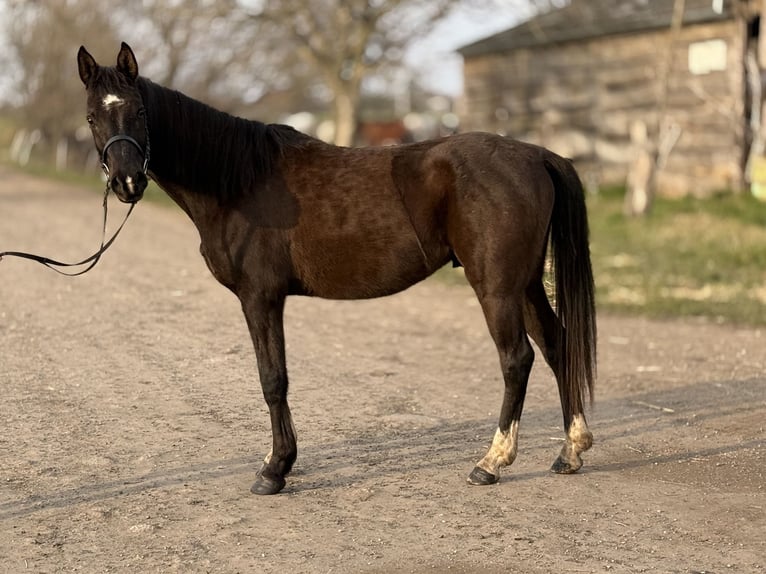 Volbloed Arabier Mix Ruin 6 Jaar 150 cm Zwart in Lébény
