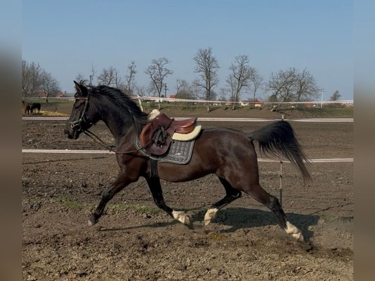 Volbloed Arabier Mix Ruin 6 Jaar 150 cm Zwart in Lébény