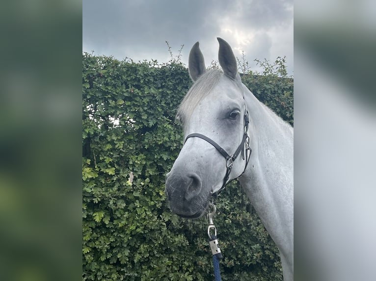 Volbloed Arabier Ruin 6 Jaar 155 cm Schimmel in Zutendaal