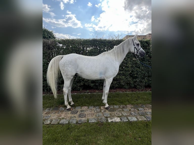 Volbloed Arabier Ruin 6 Jaar 155 cm Schimmel in Zutendaal