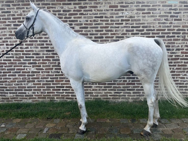Volbloed Arabier Ruin 6 Jaar 155 cm Schimmel in Zutendaal