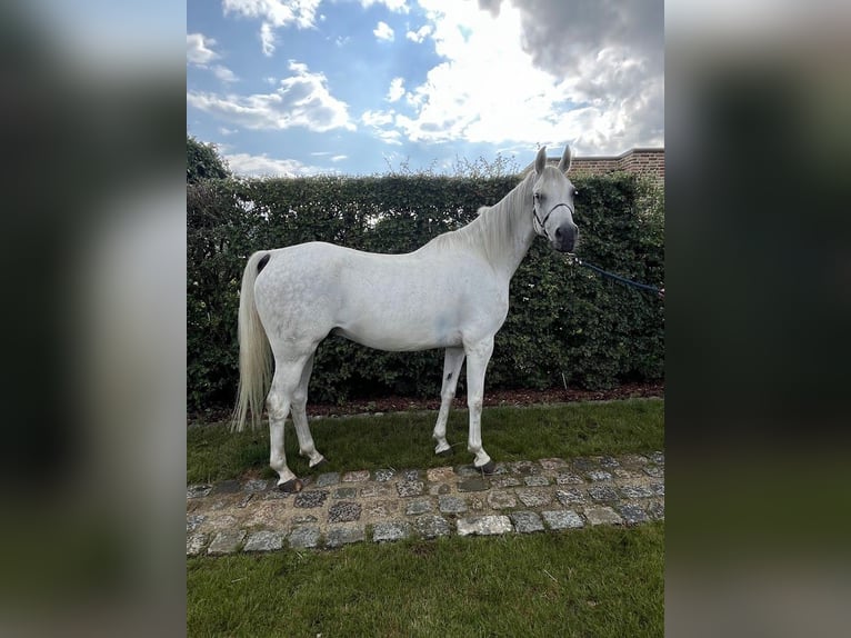 Volbloed Arabier Ruin 6 Jaar 155 cm Schimmel in Zutendaal