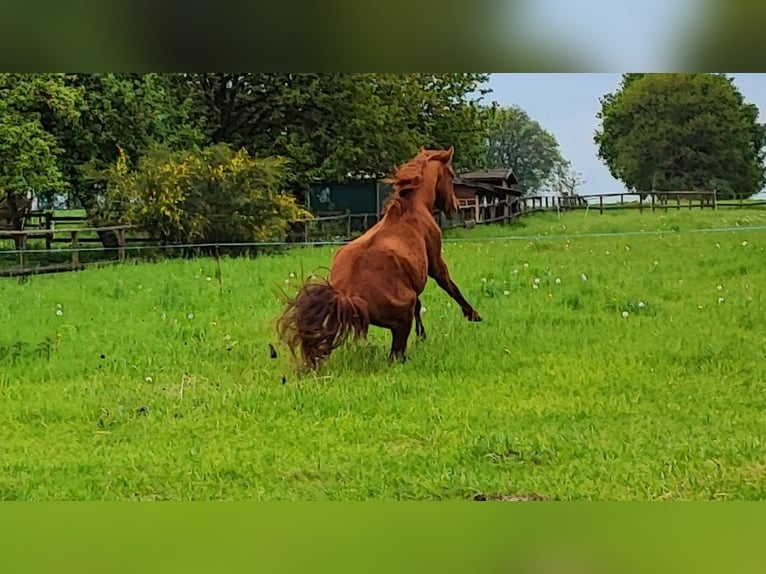 Volbloed Arabier Ruin 6 Jaar 155 cm Vos in Oer-Erkenschwick