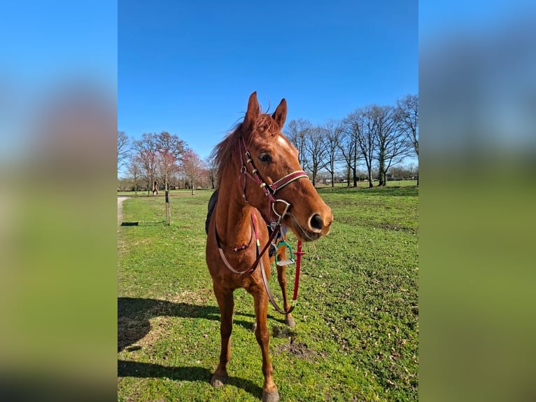 Volbloed Arabier Ruin 6 Jaar 155 cm Vos in Oer-Erkenschwick