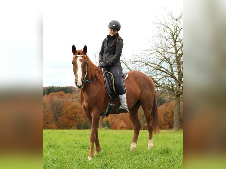 Volbloed Arabier Ruin 6 Jaar 157 cm Rabicano in Freiamt