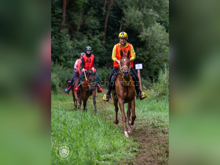 Volbloed Arabier Ruin 6 Jaar 157 cm Roodvos in Pyskocely