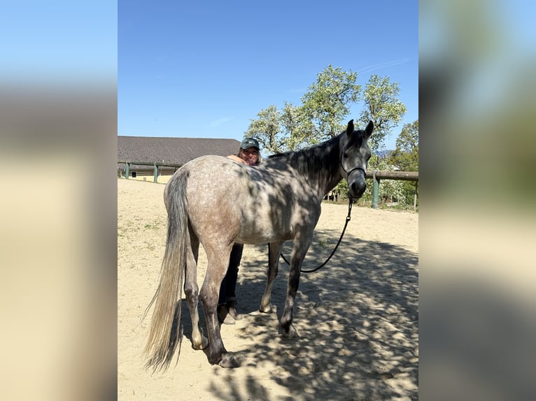 Volbloed Arabier Ruin 6 Jaar 158 cm Appelschimmel in Schardenberg