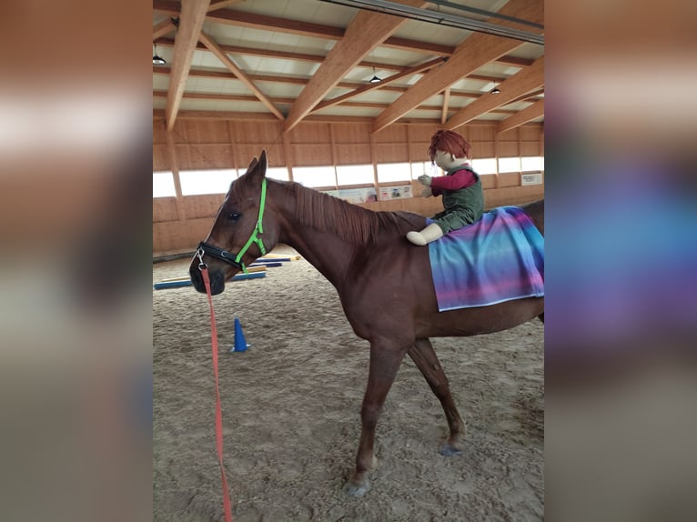 Volbloed Arabier Ruin 6 Jaar 160 cm Vos in Reinach AG
