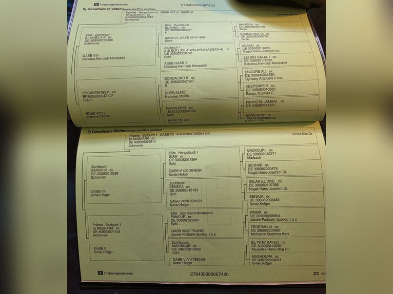 Volbloed Arabier Ruin 6 Jaar 162 cm Donkerbruin in Zalaapàti