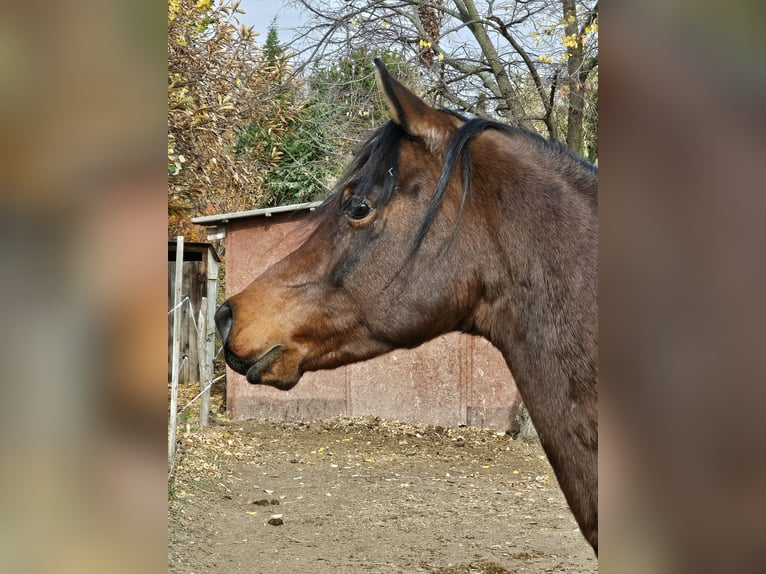 Volbloed Arabier Ruin 6 Jaar 162 cm Donkerbruin in Zalaapàti