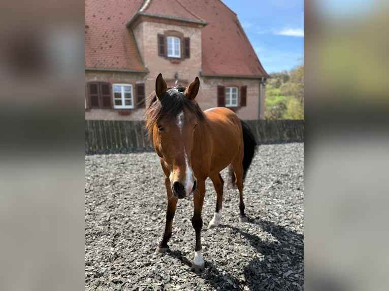 Volbloed Arabier Ruin 6 Jaar 163 cm Bruin in Mandelbachtal