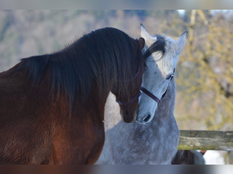 Volbloed Arabier Ruin 6 Jaar 163 cm Bruin in Hartkirchen