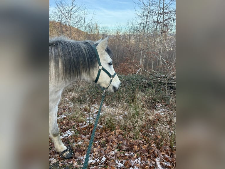 Volbloed Arabier Ruin 7 Jaar 149 cm kan schimmel zijn in Koblenz