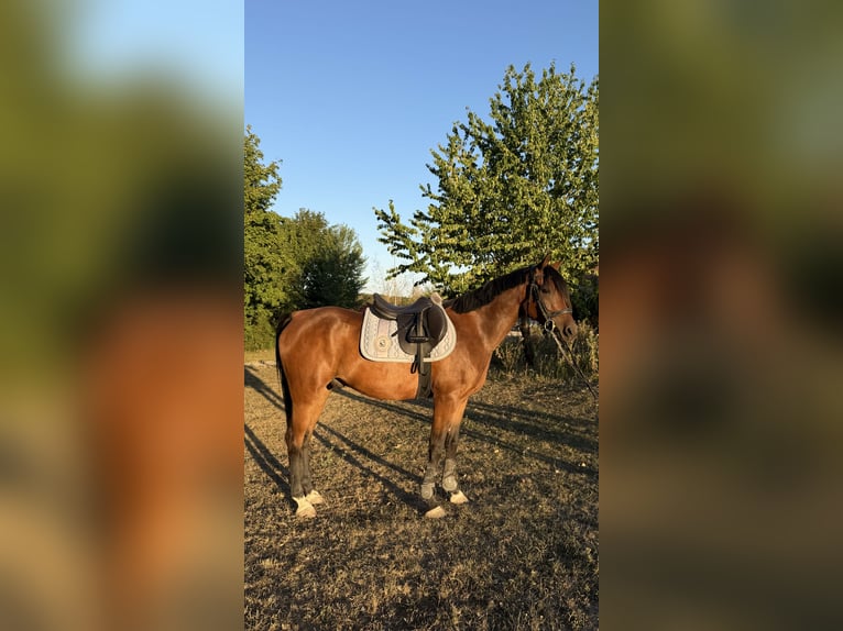 Volbloed Arabier Ruin 7 Jaar 150 cm Bruin in Neusiedl am Steinfeld