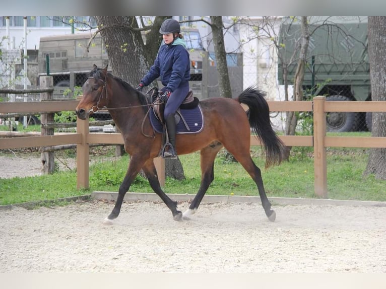 Volbloed Arabier Ruin 7 Jaar 150 cm Bruin in Neusiedl am Steinfeld