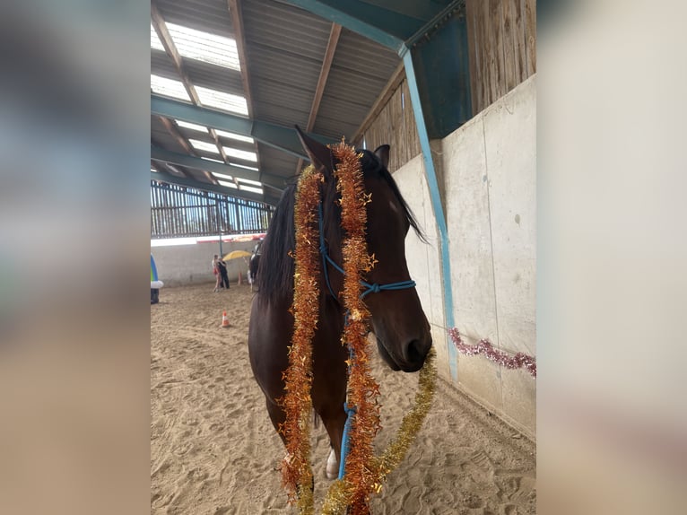 Volbloed Arabier Ruin 7 Jaar 150 cm Bruin in Neusiedl am Steinfeld