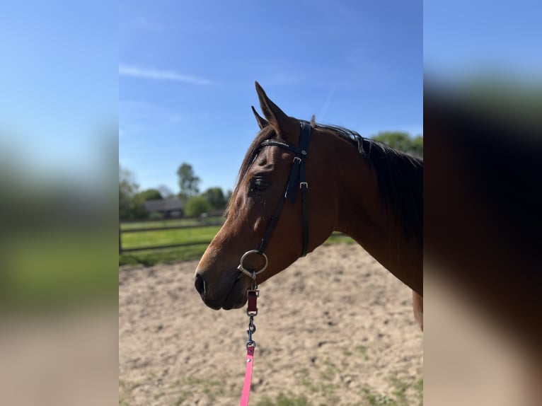Volbloed Arabier Ruin 7 Jaar 152 cm Bruin in Osterode am Harz