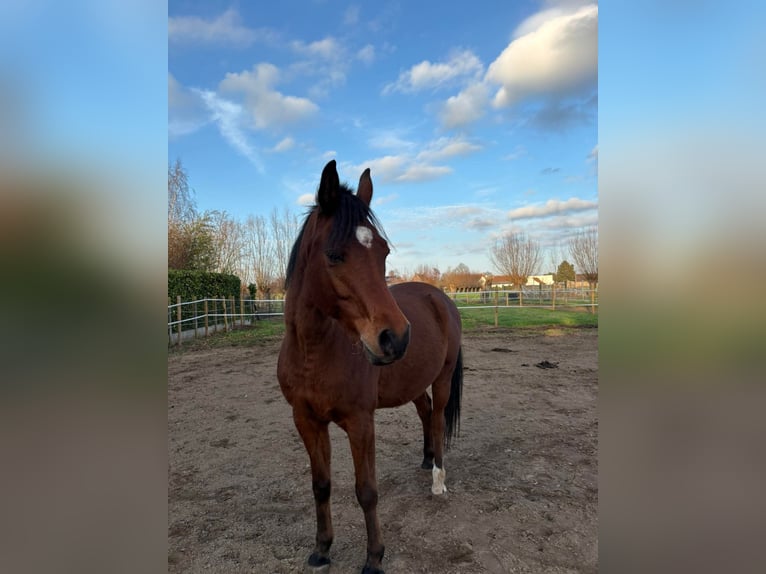 Volbloed Arabier Ruin 7 Jaar 155 cm Bruin in Asper