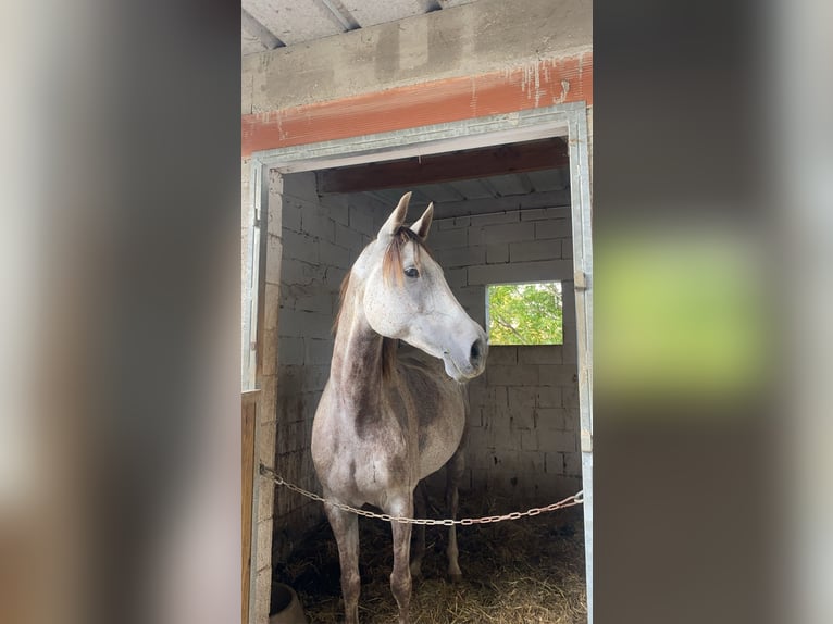 Volbloed Arabier Ruin 7 Jaar 155 cm Schimmel in dordogne