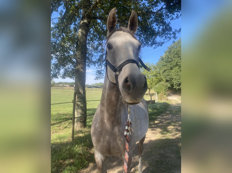 Volbloed Arabier Ruin 7 Jaar 155 cm Schimmel in dordogne