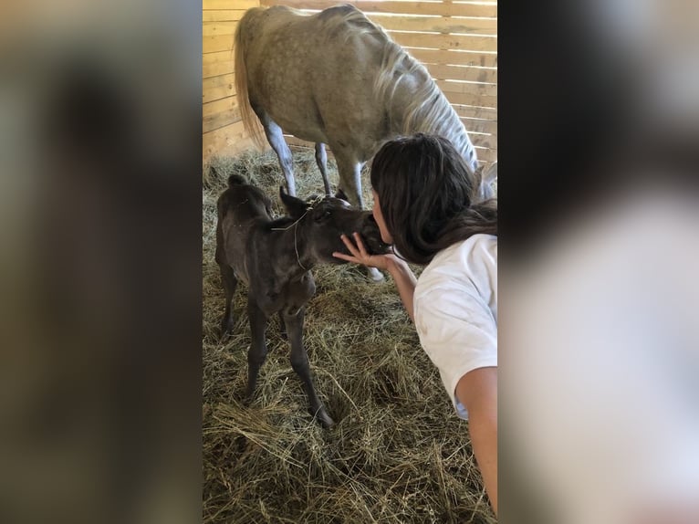 Volbloed Arabier Ruin 7 Jaar 158 cm Schimmel in Ocina de Sus