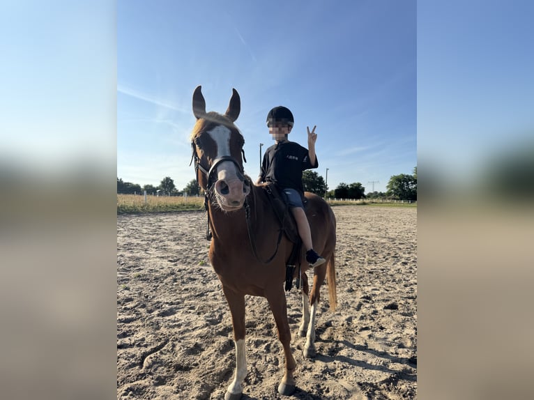 Volbloed Arabier Ruin 8 Jaar 145 cm Vos in Berlin