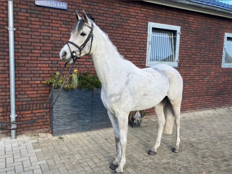 Volbloed Arabier Ruin 8 Jaar 148 cm Schimmel in Kinrooi