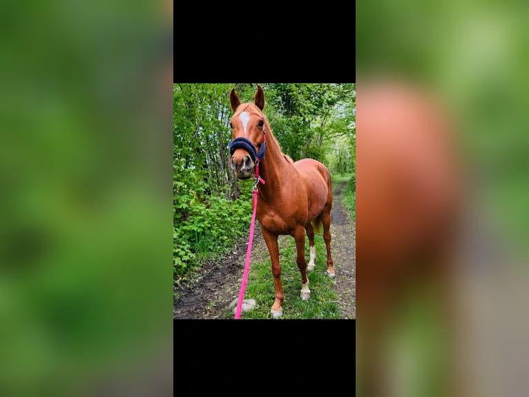 Volbloed Arabier Ruin 8 Jaar 153 cm Vos in St Martin en haut