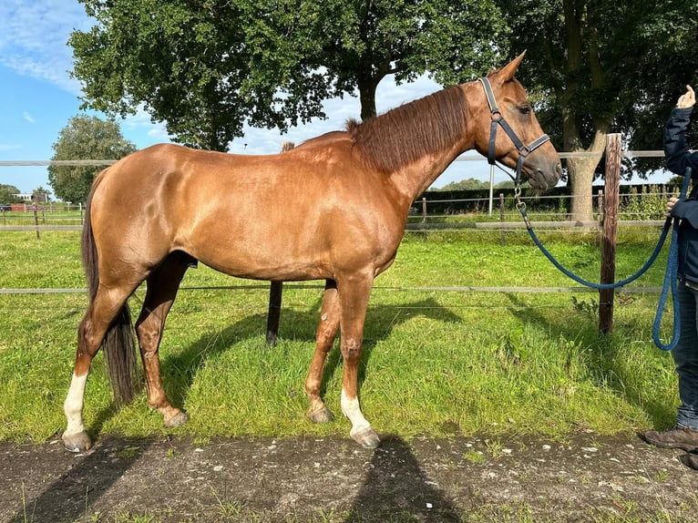 Volbloed Arabier Ruin 8 Jaar 155 cm Donkere-vos in Olmscheid