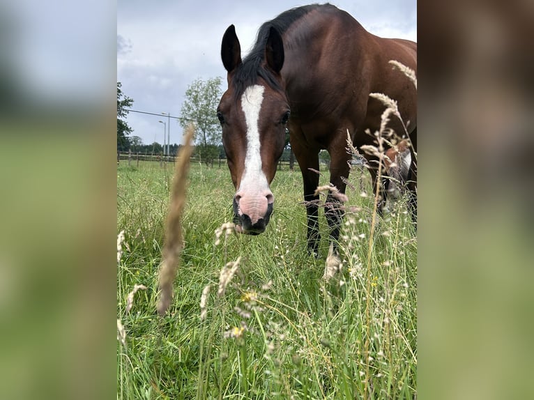 Volbloed Arabier Ruin 8 Jaar 156 cm Bruin in Loenen