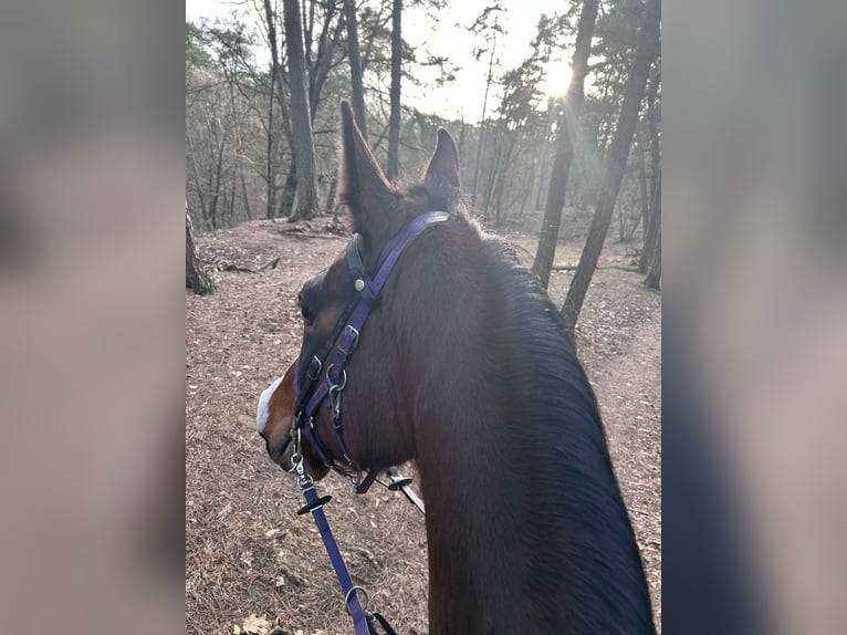 Volbloed Arabier Ruin 8 Jaar 156 cm Bruin in Loenen