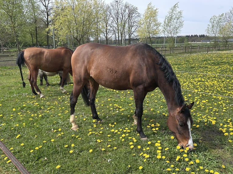 Volbloed Arabier Ruin 8 Jaar 156 cm Bruin in Loenen