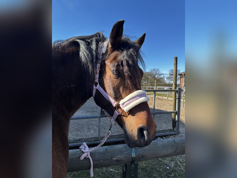 Volbloed Arabier Ruin 8 Jaar 156 cm Bruin in Alveslohe