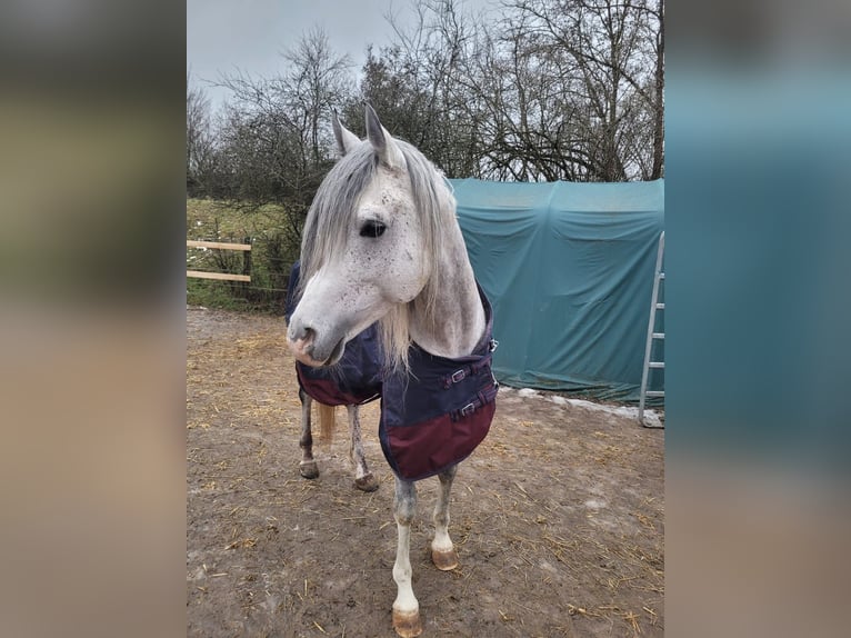 Volbloed Arabier Ruin 9 Jaar 150 cm Schimmel in Sugenheim