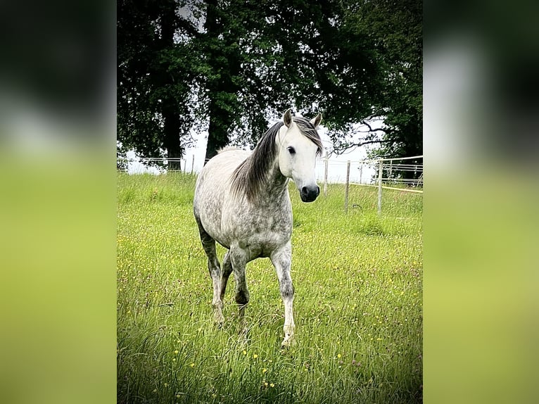 Volbloed Arabier Ruin 9 Jaar 153 cm Schimmel in Vibrac
