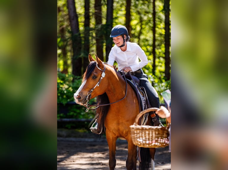 Volbloed Arabier Ruin 9 Jaar 155 cm Bruin in Zuidveld