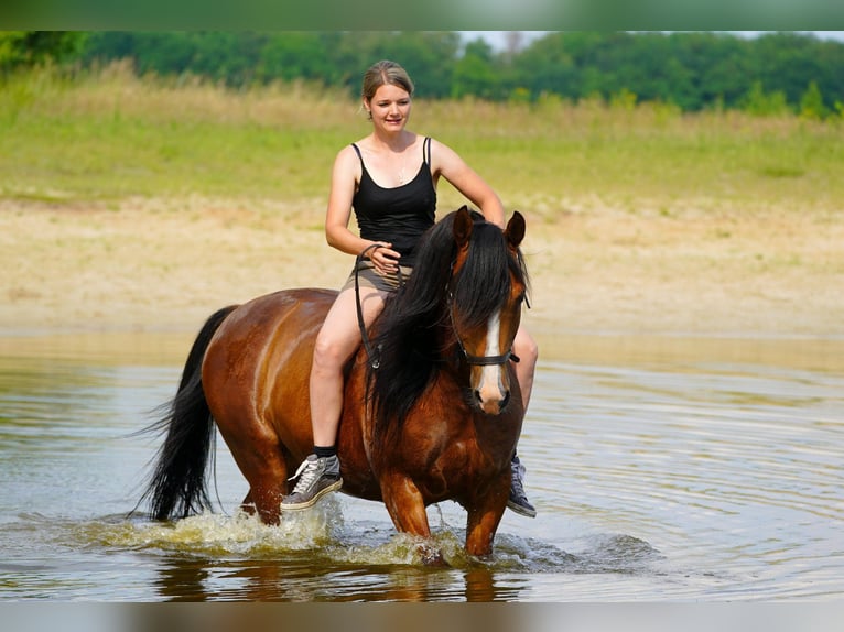 Volbloed Arabier Ruin 9 Jaar 155 cm Bruin in Zuidveld