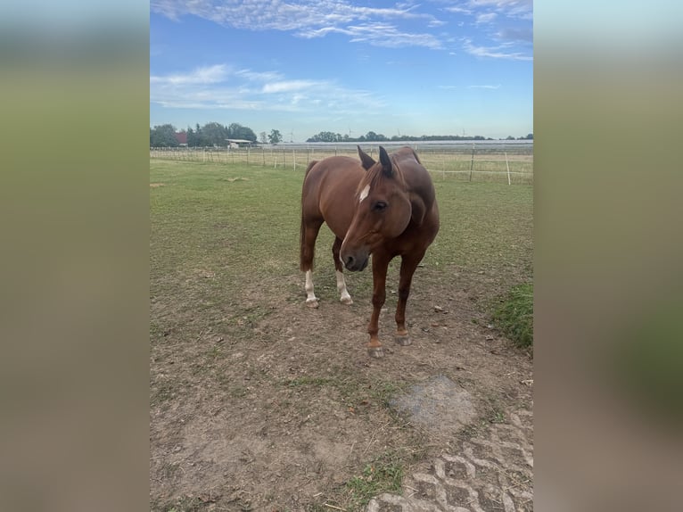 Volbloed Arabier Ruin 9 Jaar 155 cm Vos in Bomlitz