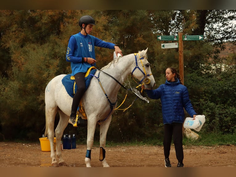 Volbloed Arabier Ruin 9 Jaar 157 cm kan schimmel zijn in Badajoz