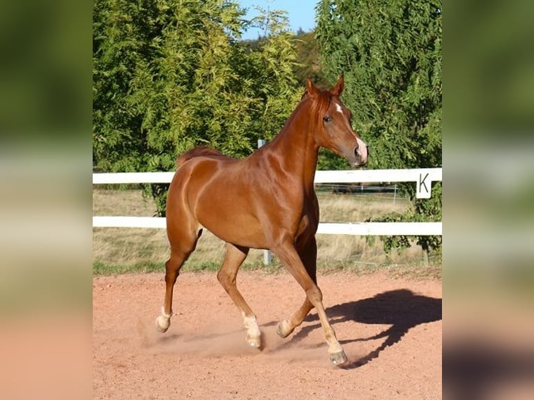 Volbloed Arabier Ruin 9 Jaar 157 cm Vos in Freiamt