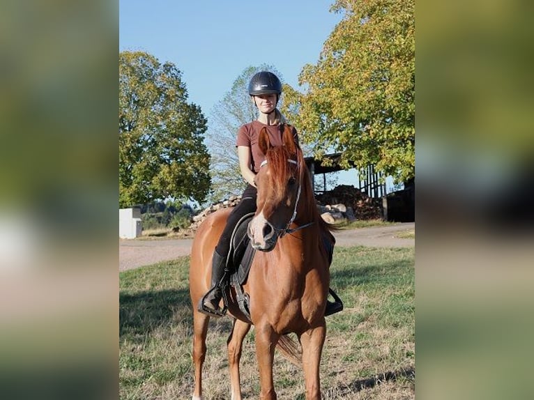 Volbloed Arabier Ruin 9 Jaar 157 cm Vos in Freiamt
